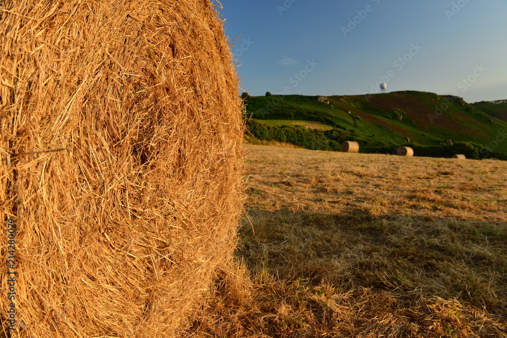 Wall mural hay bales, jersey, u.k. summer harvest.