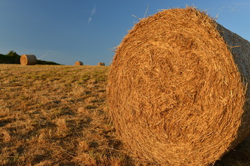 Hay bales, Jersey, U.K.
Summer harvest.