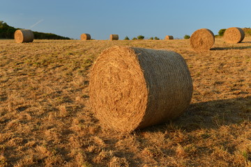 Hay bales, Jersey, U.K.
Summer harvest.