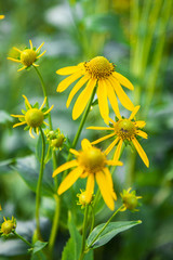 Flowers On Russian fields