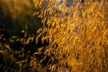 weed grass at sunset