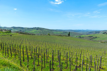 Fototapeta premium Panoramic view of countryside and vineyards in the Chianti region, Tuscany, Italy.