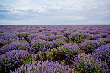 Fototapeta na wymiar Sunrise on lavender field.