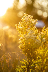 weed grass at sunset