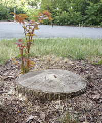 Baum mit neuem Trieb