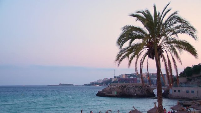 Lonely palm tree at a beach at sunset in Mallorca, Spain