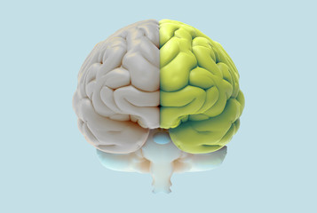 3D brain illustration with left and right function concept