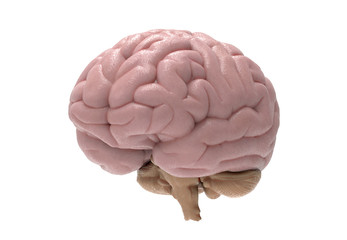3D realistic brain illustration isolated on white BG