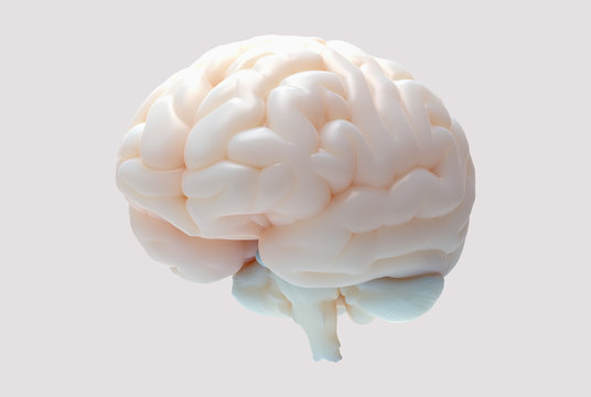 3D realistic brain illustration isolated on white BG