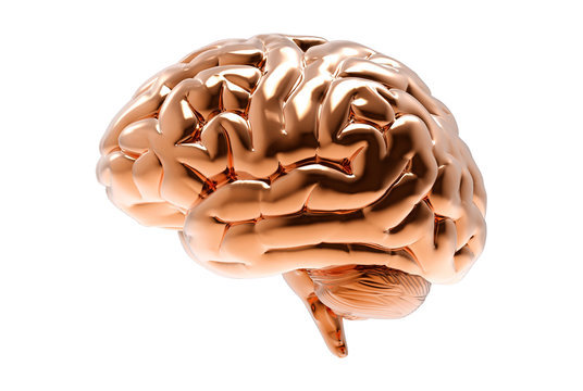 3D bronze human brain illustration isolated on white BG