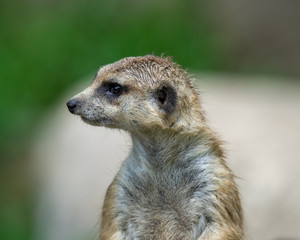 meerkat