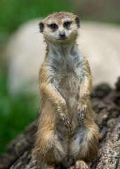meerkat