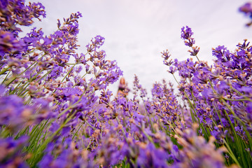 Soft focus flowers, beautiful lavender flowers blooming.