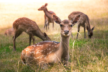 Deer fawn portrait forest park wild brown animals youngdeer