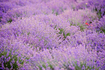 Fototapeta na wymiar Soft focus flowers, beautiful lavender flowers blooming.