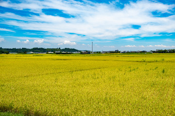 黄金色に輝く刈り入れ前の稲穂2