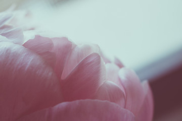 Peony. Blooming pink peony. Closeup.