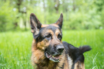 Dog German Shepherd on green grass