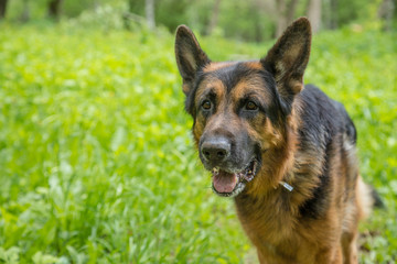 Dog German Shepherd on green grass