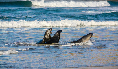 Fototapeta premium Brown fur seal (Arctocephalus pusillus) or Austalasian fur seal, a pair frolic on the beach, Otago, New Zealand