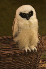 Spectacled Owl (Pulsatrix perspicillata).