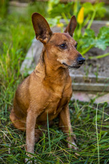 Little dog in nature