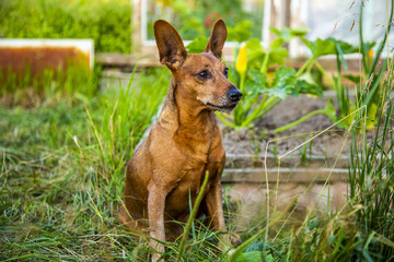 Little dog in nature