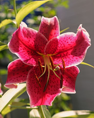 Backlit Oriental Lily