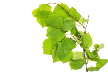 Fresh green plant isolated on white
