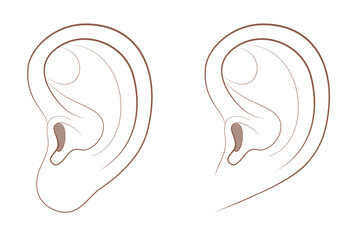 Free earlobe and attached earlobe in comparison. Different appearance of the human ear because of recessive gene frequency. Isolated comic vector illustration on white background.