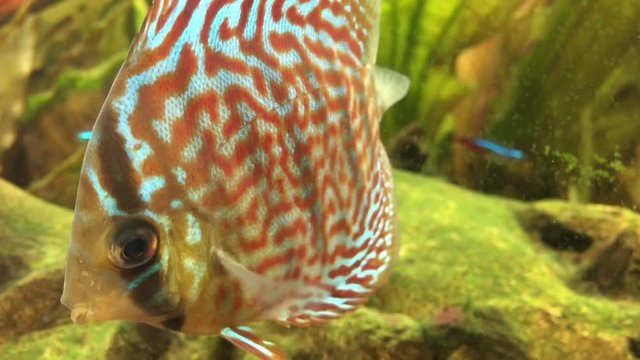 Diskusfisch im Aquarium, Aquaristik 