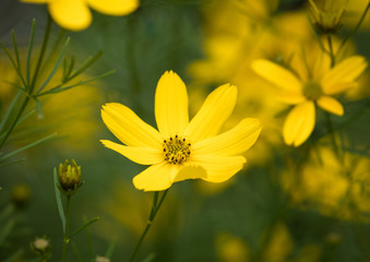 Obraz premium Macro Flower