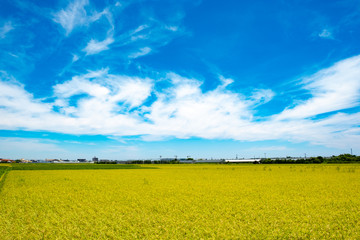 Obraz premium 黄金色に輝く刈り入れ前の稲穂8