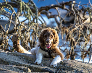 Dog at Wild Beach