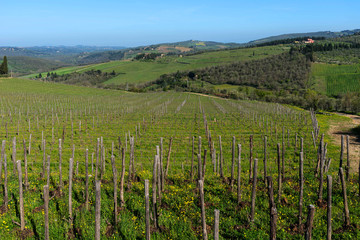 Fototapeta na wymiar Panoramic view of countryside and vineyards in the Chianti region, Tuscany, Italy.