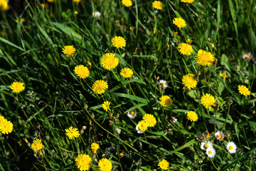 Top view of green grass and dandelion flowers