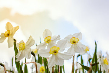 Fototapeta premium Daffodils close - up against a cloudy sky