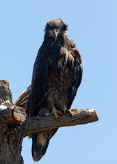 3-months old bald eagle eaglet, seen in the wild in  North California