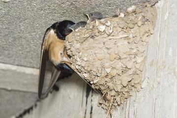 Hirondelles rustiques, nourrissage © Patrick