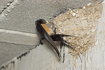 Hirondelles rustiques, nourrissage © Patrick