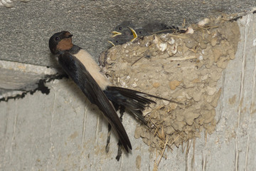 Hirondelles rustiques, nourrissage © Patrick