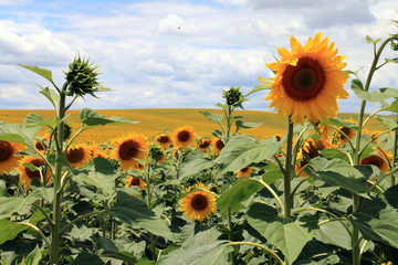 Obraz premium Millions of sunflowers growing in fields near the city of Cordoba, in Andalusia, Spain