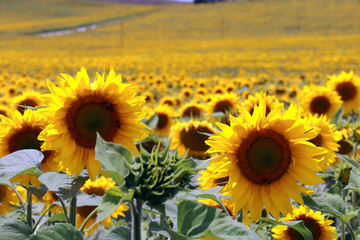 Naklejka premium A large plantation of sunflowers near Cordoba, Spain