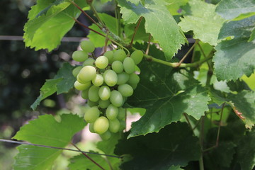 photo green grape 2