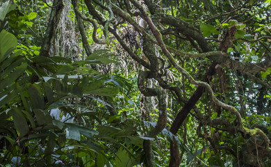 Fototapeta na wymiar Tangle of Jungle Foliage and Vines in Green