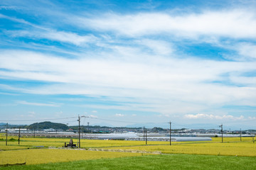 黄金色に輝く刈り入れ前の稲穂19