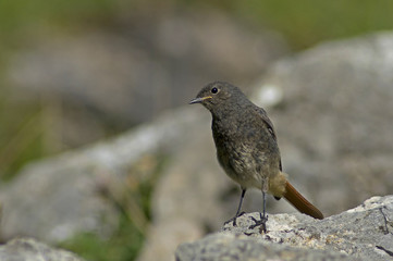 Rouge queue noir dans les Pyrénées