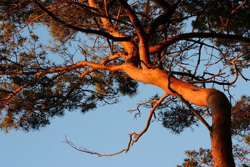 Sosna w promieniach zachodzącego słońca. © Jan