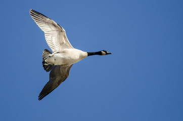 Lone Canada Goose Flying in a Blue Sky