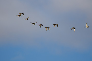 Flock of Ring-Necked Ducks Flying in a Cloudy Sky